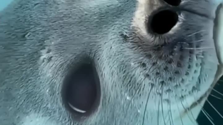 Ноздри тюленя сами закрываются в воде