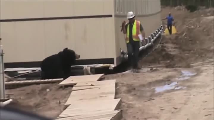 Человек переодетый в медведя здорово напугал строителя