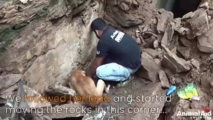 Простой парень помог маме отыскать её щенят