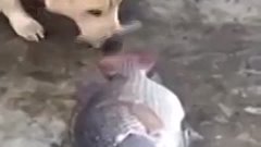 Dog Tries To Save Fish Out Of Water