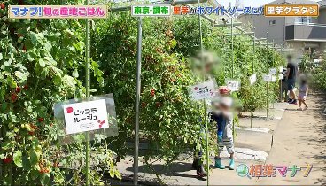 相葉マナブ 231105 動画 旬の産地ごはん〜調布の里芋〜 | 2023年11月5日