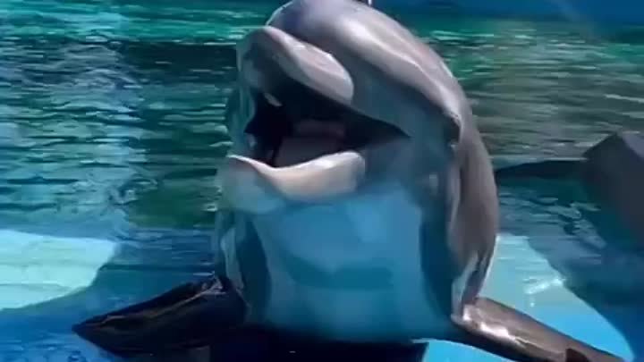 Смех дельфина