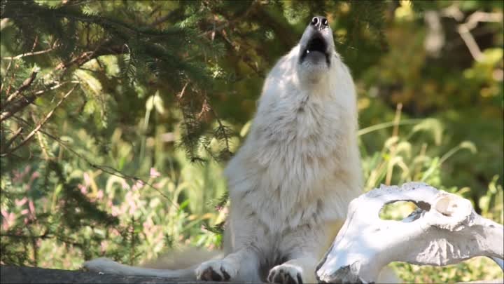 Beautiful Wolf, Beautiful Howl