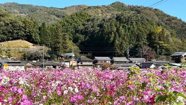 В полном цвету! Поле Очищения. Город Утико, префектура Эхимэ. Япония.