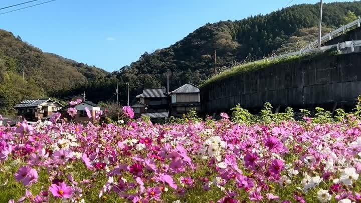 В полном цвету! Поле Очищения. Город Утико, префектура Эхимэ.  Япония.