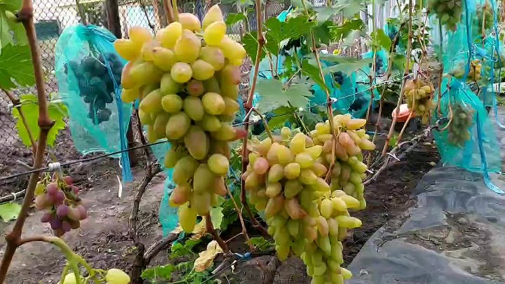 Виноград артек описание сорта фото Виноград артек описание сорта фото