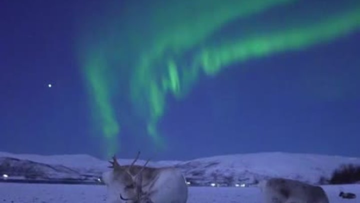 Северный олень и северное сияние