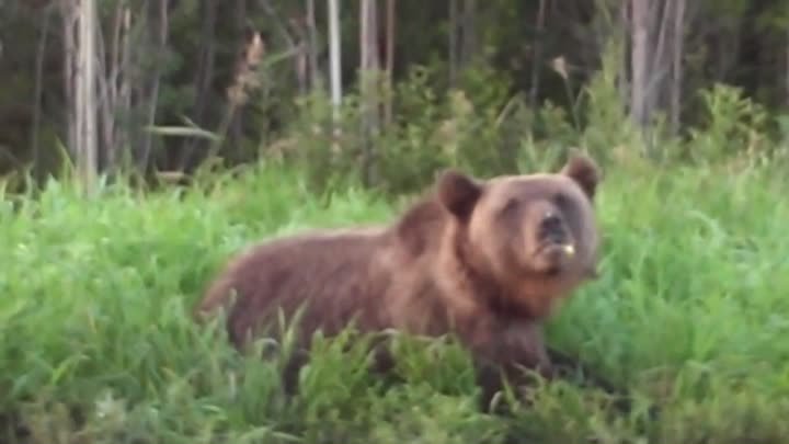 Медведь на трассе Сургут-Ханты-Мансийск