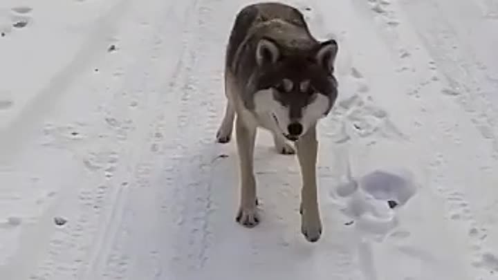 Совсем не злой хищник