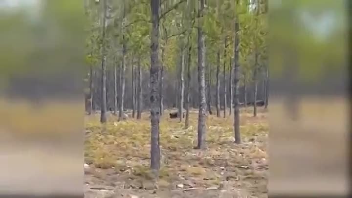 Huge Wolf Attacks Dog