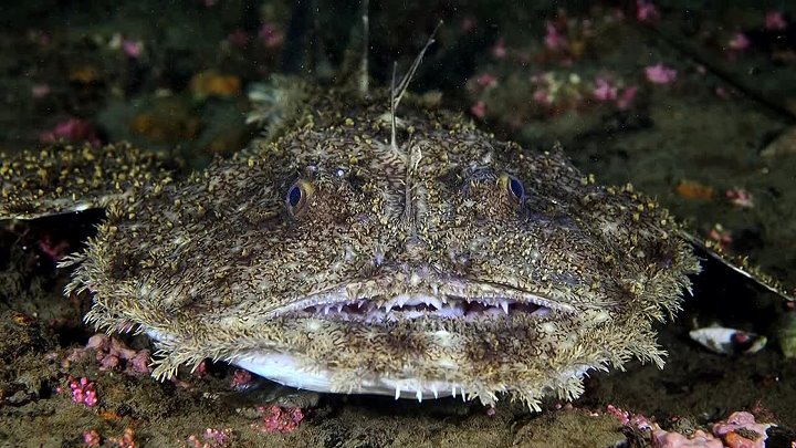 Морской черт в черном море фото Морской черт в черном море фото