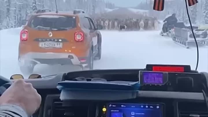 На Ямале оленей начали перегонять на зимние пастбища