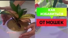 Проверенный способ борьбы с мошками в домашних условиях
Делюсь своими методами, которые проверила в течении нескольких лет.  Больше полезного видео - в моей группе  🔥 
Избавиться от мошек можно лишь применив систему, когда идёт борьба с насекомыми на всех стадиях их развития. 