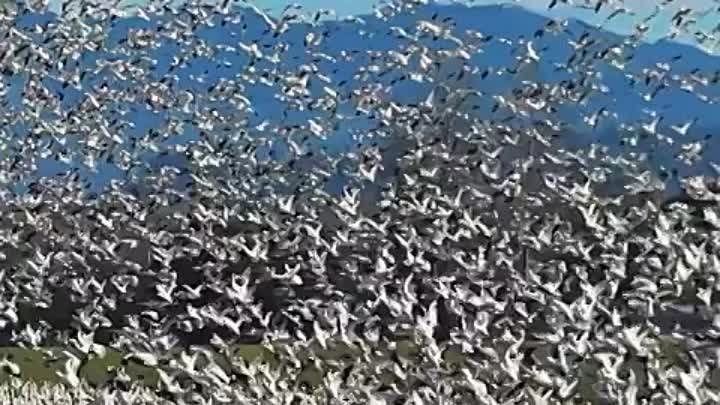 Перелетные гуси