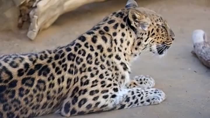 Леопарды тоже любят, когда им чешут спинку