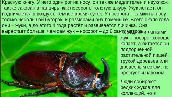 Жук фото и описание для детей Жук фото и описание для детей