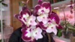 МЕШОК новых орхидей : ВПЕРВЫЕ поймал такую орхидею