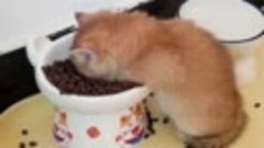 Котенок уснул во время еды