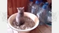 Котёнок сходил в туалет)