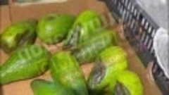 Гнилые авокадо