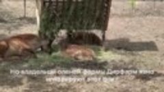 На оленьей ферме на Ставрополье обнаружили нелегальный зоопа...