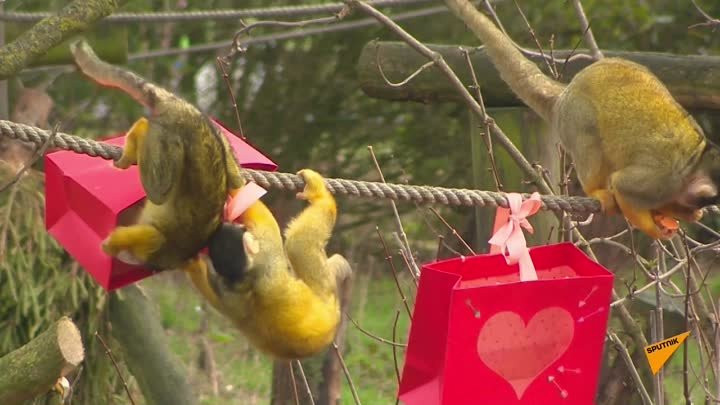 Обезьянки в зоопарке получили подарки в преддверии Дня Святого Валентина