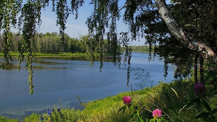 Береза над рекой фото Береза над рекой фото