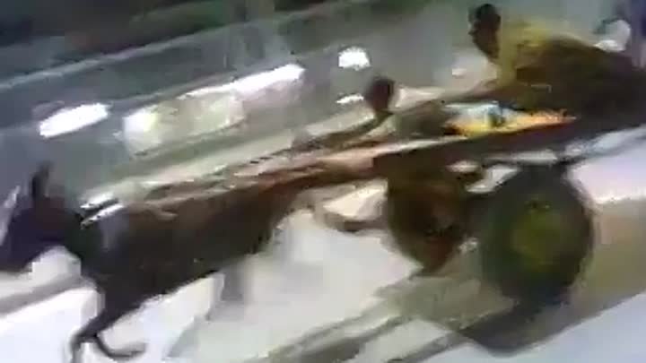 Ишак на газу фото Ишак на газу фото