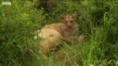 Mother Lioness Hunts Warthog  BBC Earth