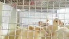 Индюшата,гусята,цыплята Лиман 89275701289