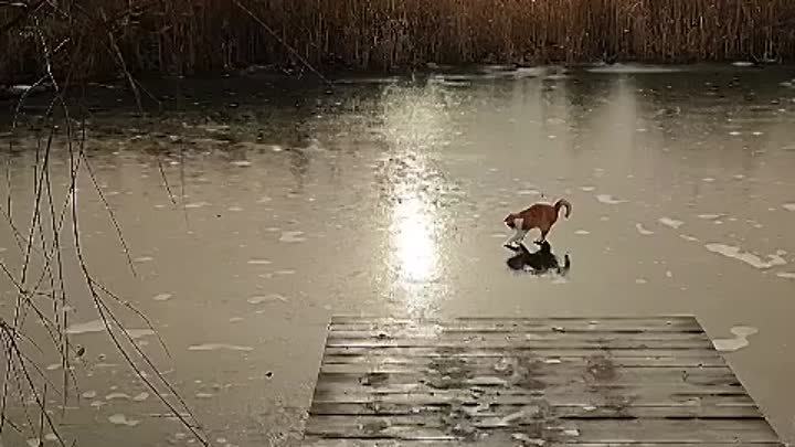 Котик на льду