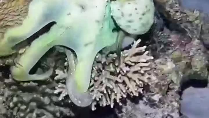 Маскировка осьминога