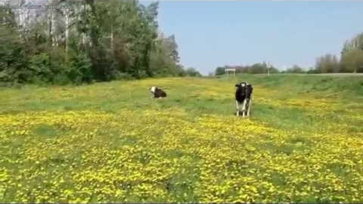 Фото коровы на лугу в деревне Фото коровы на лугу в деревне