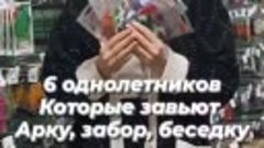 6 вьющихся однолетников, которые легко завьют забор, арку ил...