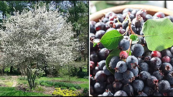 Ирга ягода фото дерево или кустарник Ирга ягода фото дерево или кустарник