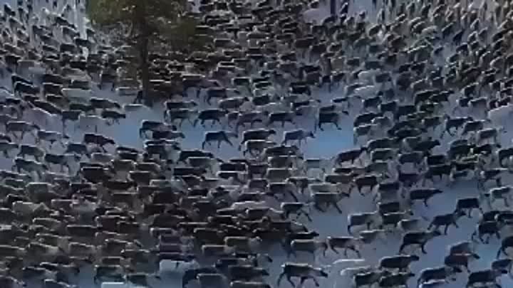 Необычное видео, на котором северные олени водят хороводы