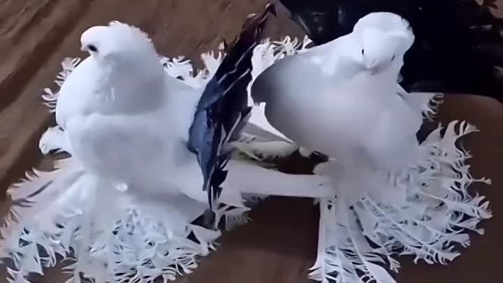 😄👍🐦🐦