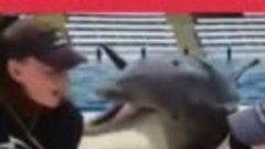 Дельфин любит целоваться