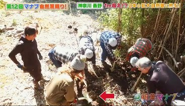 相葉マナブ 231203 動画 自然薯掘り！青春掘る系バラエティーにJUJUさん登場！ | 2023年12月3日