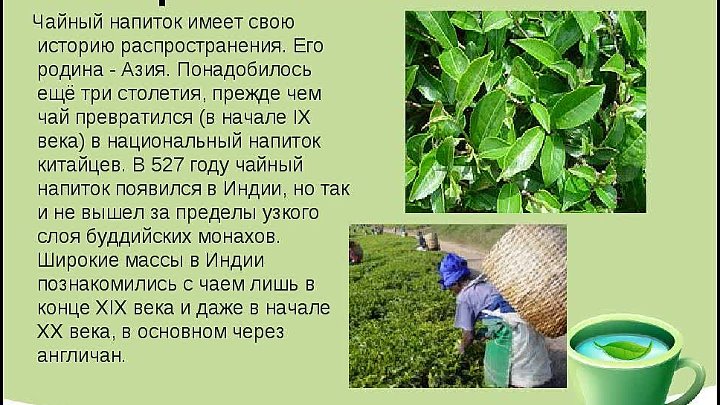 История чая фото История чая фото