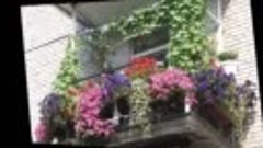 Цветники за окном  Украшаем окна живыми цветами