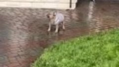 Собака не любит дождь