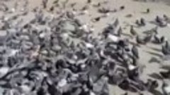 Омские голодные голуби