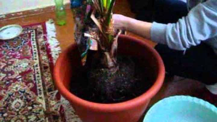 Пересадка пальмы в домашних условиях фото Пересадка пальмы в домашних условиях фото