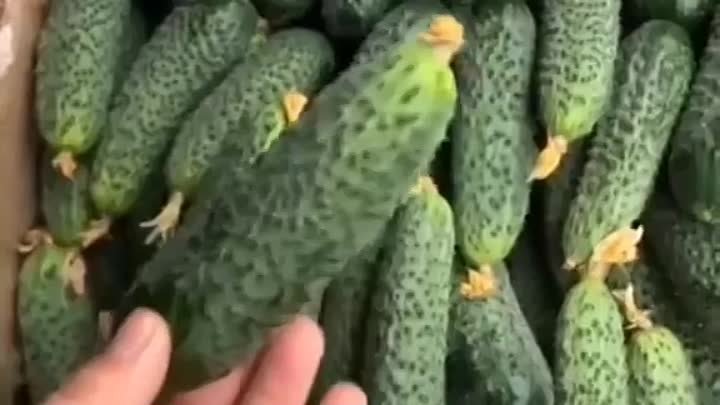 Самые высокоурожайные сорта огурцов 🥒