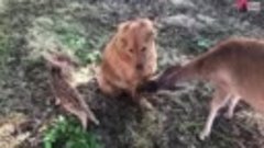 Orphan Baby deer grew up with a dog! After years, she brough...