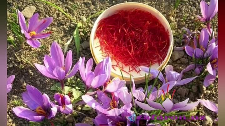 Как цветет шафран фото Как цветет шафран фото