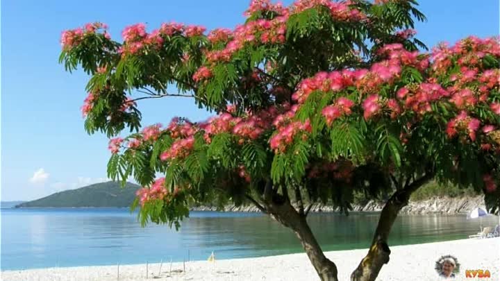 Растения деревья фото Растения деревья фото