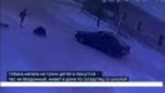 Собака напала на троих детей в Иркутске
