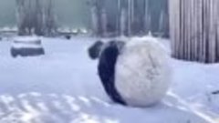 Панда играет в снегу&amp;#33- Ну как малое дитя